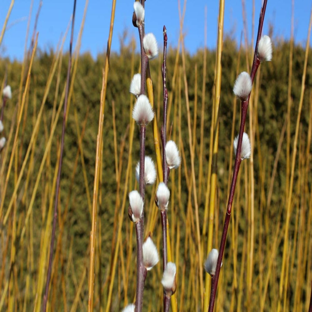 5-6ft Weeping Willow 